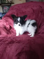 Akc 3, a female Papillon for sale in Smethport, PA – Photo 4 of 10