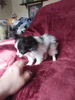 Akc 3, a female Papillon for sale in Smethport, PA – Photo 6 of 10