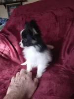 Akc 3, a female Papillon for sale in Smethport, PA – Photo 1 of 10