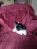 Akc 3, a female Papillon for sale in Smethport, PA – Photo 10 of 10