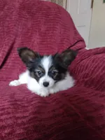 Akc 2, a female Papillon for sale in Smethport, PA – Photo 6 of 10