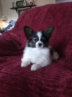 Akc 2, a female Papillon for sale in Smethport, PA – Photo 3 of 10