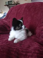 Akc 2, a female Papillon for sale in Smethport, PA – Photo 10 of 10