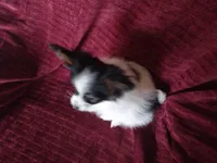 Akc 2, a female Papillon for sale in Smethport, PA – Photo 7 of 10