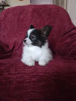 Akc 2, a female Papillon for sale in Smethport, PA – Photo 4 of 10