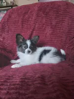 Akc 2, a female Papillon for sale in Smethport, PA – Photo 5 of 10
