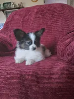Akc 2, a female Papillon for sale in Smethport, PA – Photo 9 of 10