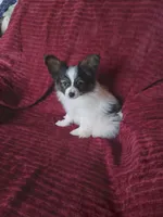 Akc 2, a female Papillon for sale in Smethport, PA – Photo 8 of 10
