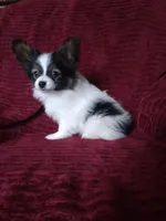 Akc 2, a female Papillon for sale in Smethport, PA – Photo 1 of 10