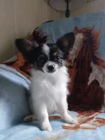 3, a male Papillon for sale in Smethport, PA – 3 of 4