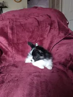 2, a male Papillon for sale in Smethport, PA – 6 of 6