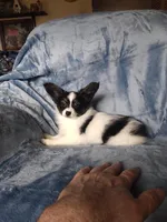 Akc 1, a female Papillon for sale in Smethport, PA – Photo 5 of 7