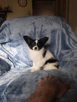 Akc 1, a female Papillon for sale in Smethport, PA – Photo 1 of 7