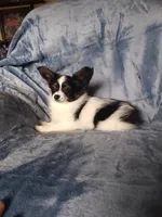 Akc 1, a female Papillon for sale in Smethport, PA – Photo 7 of 7