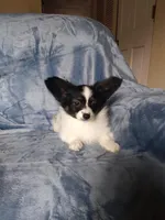 Akc 1, a female Papillon for sale in Smethport, PA – Photo 4 of 7