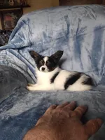 Akc 1, a female Papillon for sale in Smethport, PA – Photo 6 of 7