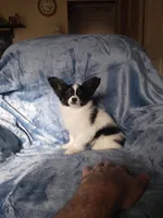 Akc 1, a female Papillon for sale in Smethport, PA – Photo 2 of 7