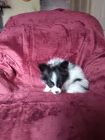 2, a male Papillon for sale in Smethport, PA – 5 of 6