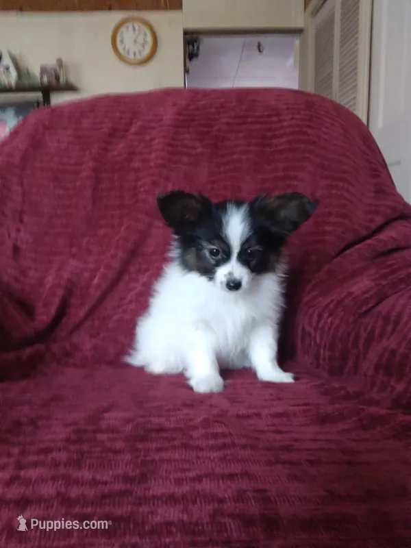 1 – Papillon puppy for sale in Smethport, PA