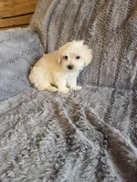 Hero, a male Maltese and Poodle - Toy  for sale in Crawfordsville, IN – Photo 5 of 6