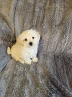 Hero, a male Maltese and Poodle - Toy  for sale in Crawfordsville, IN – Photo 4 of 6