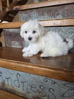 Hero, a male Maltese and Poodle - Toy  for sale in Crawfordsville, IN – Photo 6 of 6