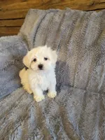 Hero, a male Maltese and Poodle - Toy  for sale in Crawfordsville, IN – Photo 2 of 6