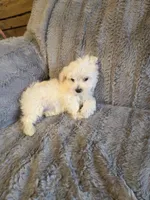 Hero, a male Maltese and Poodle - Toy  for sale in Crawfordsville, IN – Photo 3 of 6