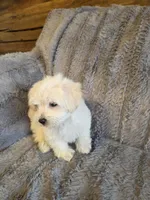 Hero, a male Maltese and Poodle - Toy  for sale in Crawfordsville, IN – Photo 1 of 6