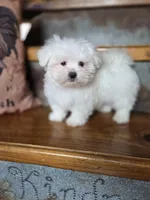 Hero, a male Maltese for sale in Crawfordsville, IN – Photo 7 of 10