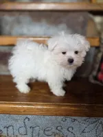 Hero, a male Maltese for sale in Crawfordsville, IN – Photo 8 of 10