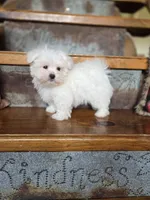 Hero, a male Maltese for sale in Crawfordsville, IN – Photo 2 of 10