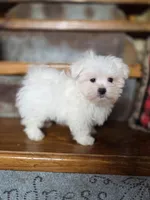 Hero, a male Maltese for sale in Crawfordsville, IN – Photo 4 of 10