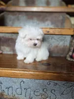 Hero, a male Maltese for sale in Crawfordsville, IN – Photo 10 of 10