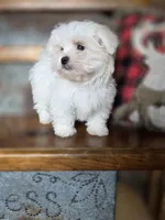 Hero, a male Maltese for sale in Crawfordsville, IN – Photo 1 of 10
