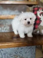 Hero, a male Maltese for sale in Crawfordsville, IN – Photo 6 of 10