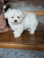 Hero, a male Maltese for sale in Crawfordsville, IN – Photo 5 of 10