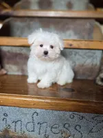 Hero, a male Maltese for sale in Crawfordsville, IN – Photo 9 of 10