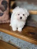 Hero, a male Maltese for sale in Crawfordsville, IN – Photo 3 of 10