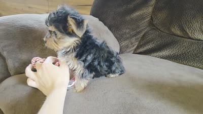 Ruby, a female Yorkshire Terrier for sale in Crawfordsville, IN – 5 of 5