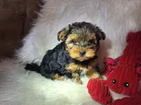 Rocky, a male Maltese and Yorkshire Terrier for sale in Crawfordsville, IN – 4 of 7