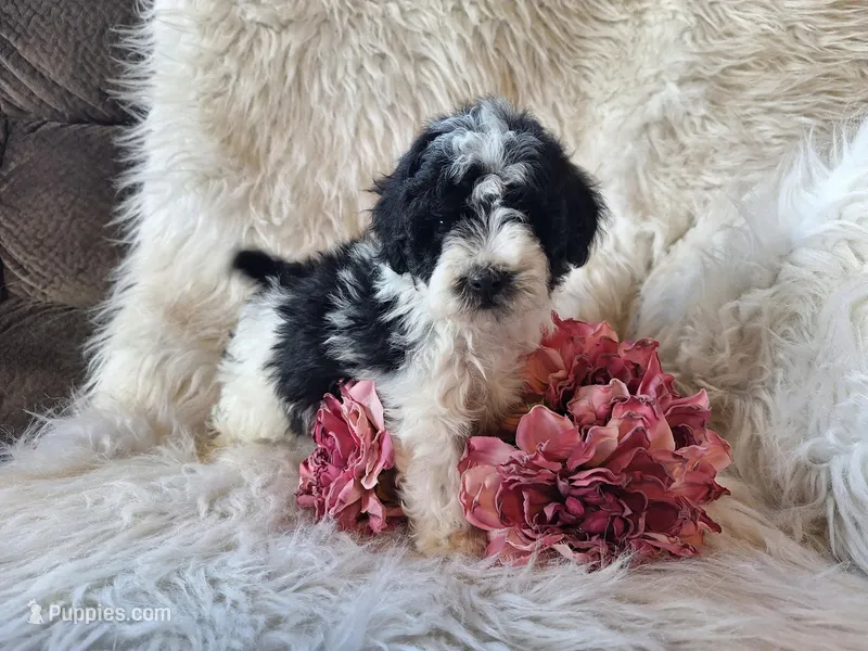 Jewel, a female Bichon Frise and Poodle - Toy  for sale in Crawfordsville, IN – Photo 1 of 8