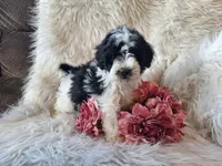 Jewel, a female Bichon Frise and Poodle - Toy  for sale in Crawfordsville, IN – Photo 1 of 8