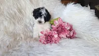 Jewel, a female Bichon Frise and Poodle - Toy  for sale in Crawfordsville, IN – Photo 2 of 8