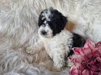Jewel, a female Bichon Frise and Poodle - Toy  for sale in Crawfordsville, IN – Photo 4 of 8