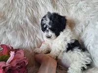 Jewel, a female Bichon Frise and Poodle - Toy  for sale in Crawfordsville, IN – Photo 3 of 8