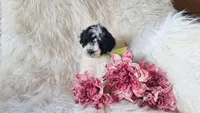 Jewel, a female Bichon Frise and Poodle - Toy  for sale in Crawfordsville, IN – Photo 6 of 8