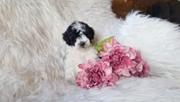 Jewel, a female Bichon Frise and Poodle - Toy  for sale in Crawfordsville, IN – Photo 5 of 8