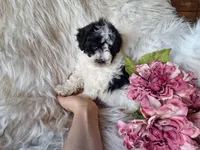 Jewel, a female Bichon Frise and Poodle - Toy  for sale in Crawfordsville, IN – Photo 8 of 8