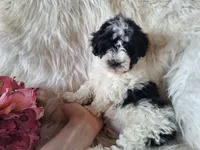 Jewel, a female Bichon Frise and Poodle - Toy  for sale in Crawfordsville, IN – Photo 7 of 8